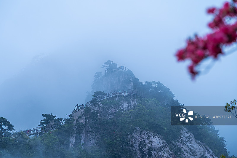 高山流云杜娟花-安徽六安市舒城县万佛山图片素材
