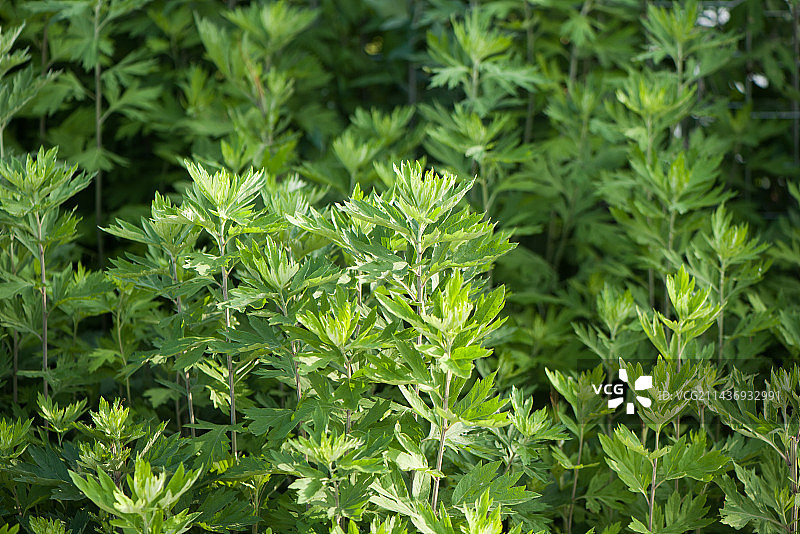 生长的艾草植物图片素材