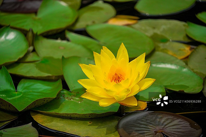湖中睡莲的特写镜头图片素材