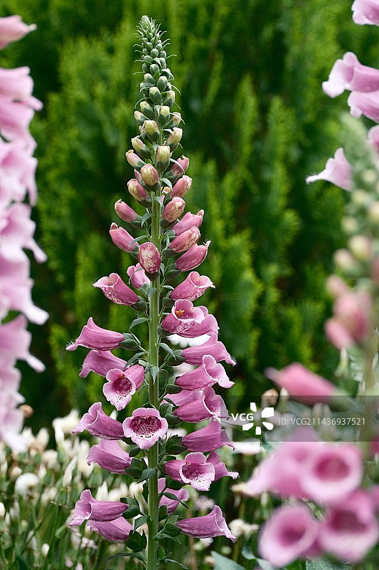 金鱼草|粉红色开花植物特写镜头图片素材