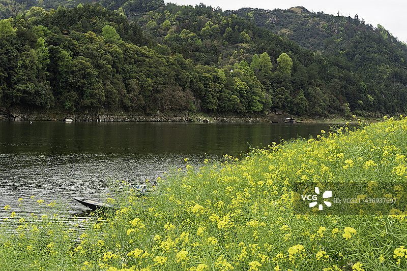安徽黄山新安江山水画廊风景区的春天图片素材