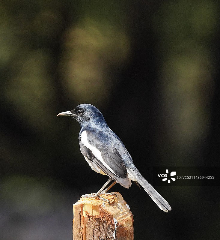木桩上的鹊鸲图片素材