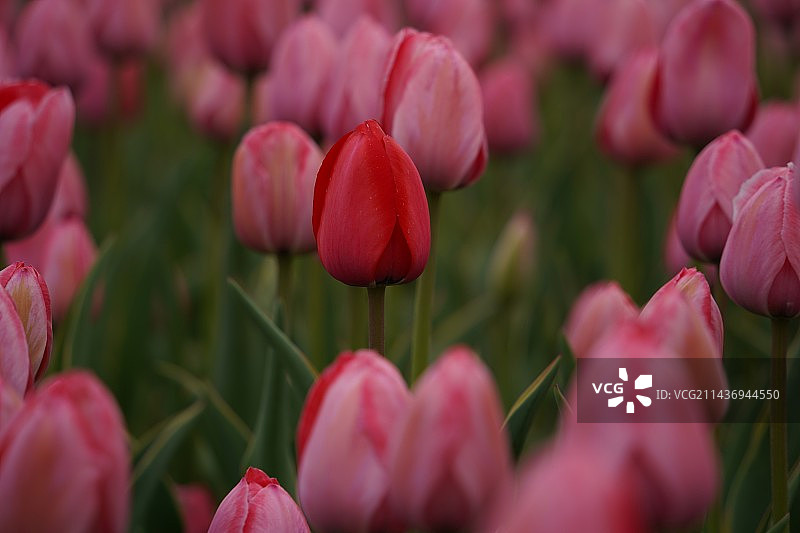 郁金香图片素材