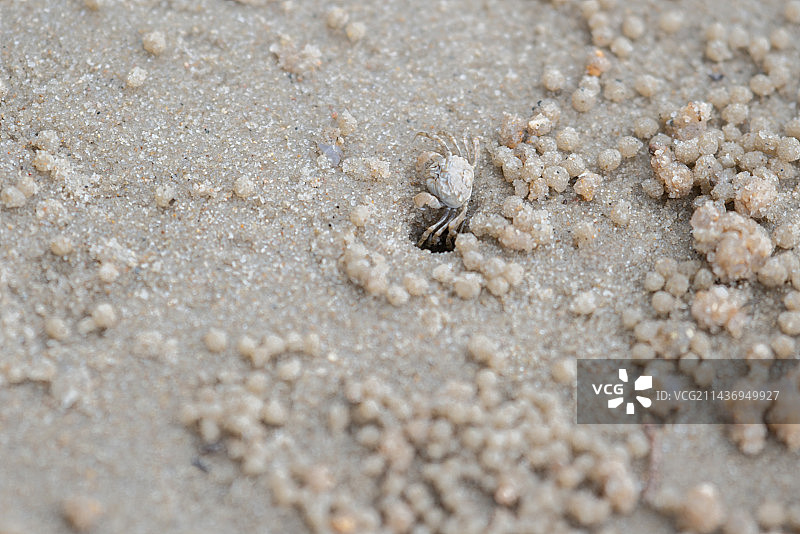 微距沙蟹图片素材