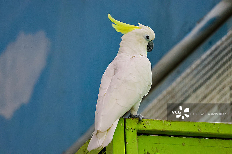葵花风头鹦鹉图片素材
