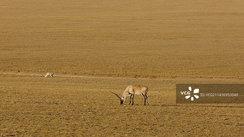 藏羚羊图片素材