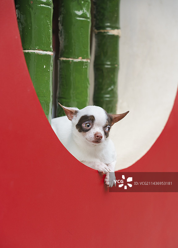 吉娃娃图片素材