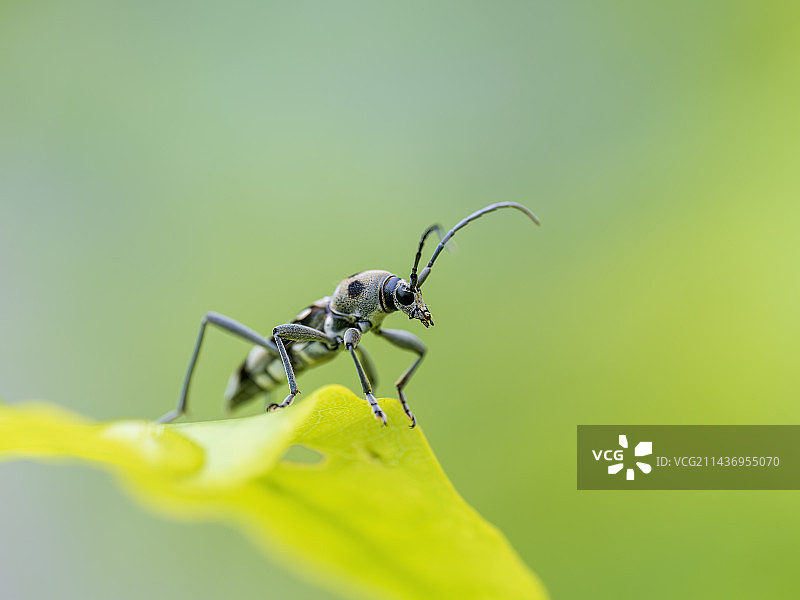 微距镜头下的小昆虫图片素材
