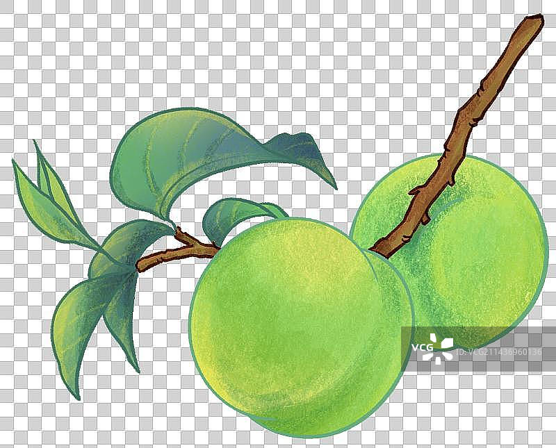 树枝上的青李子青梅子果实植物节气插画元素图片素材