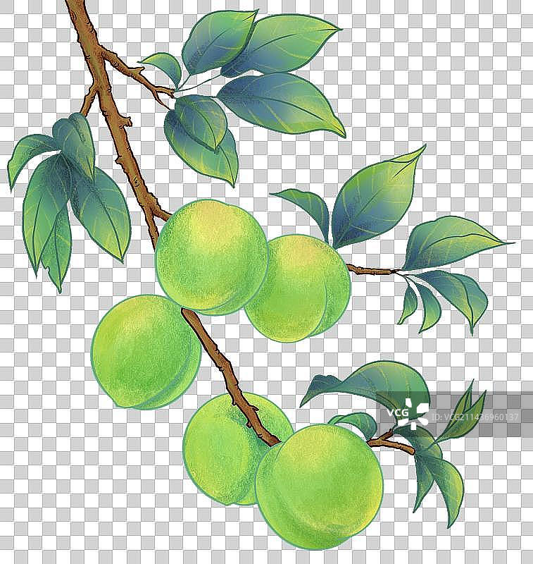 树枝上的青李子青梅子果实植物节气插画元素图片素材
