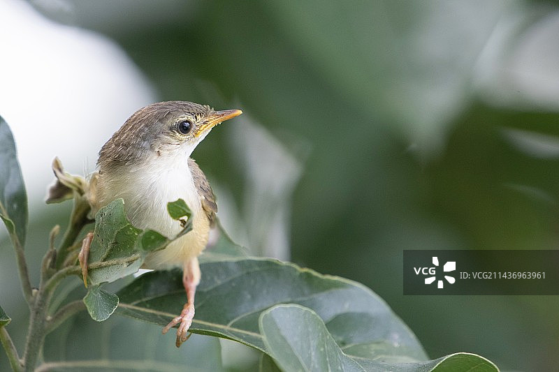 鹪莺幼鸟图片素材
