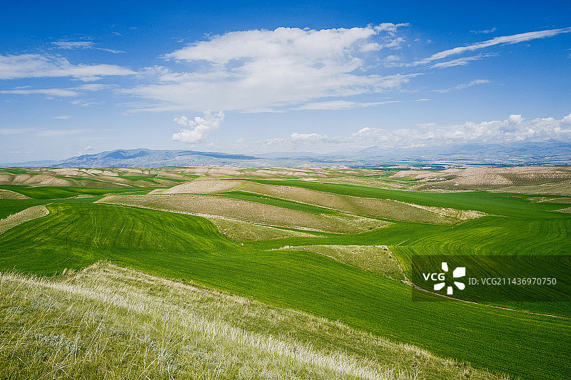 新疆麦田图片素材