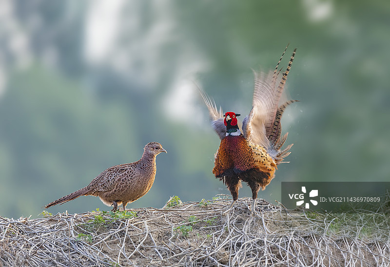 环颈雉图片素材