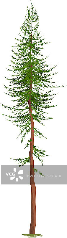 逼真松树图片素材