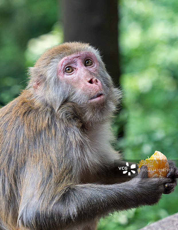 贵州贵阳-黔灵山公园-正在吃“供奉”的猕猴们图片素材