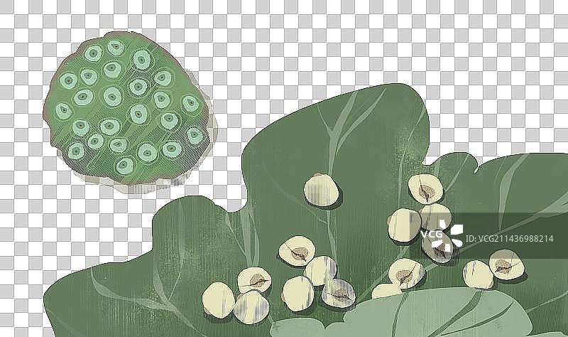 莲子莲蓬插画元素图片素材