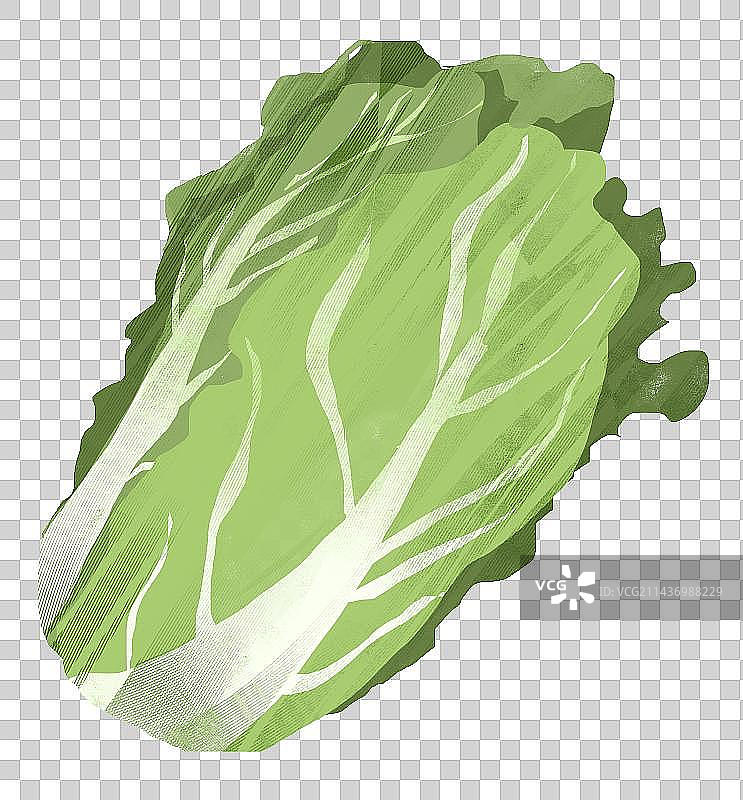 大白菜插画元素图片素材