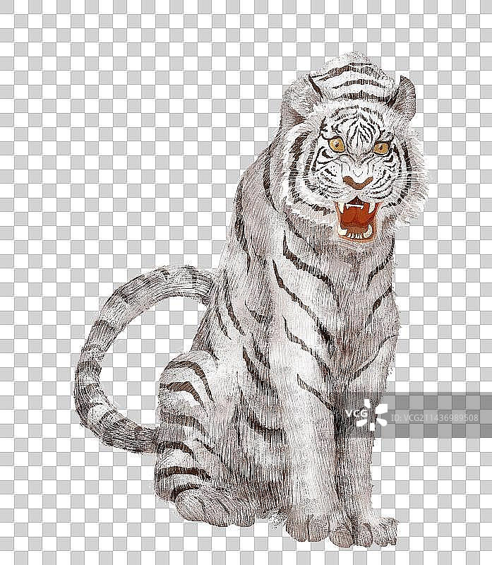 白老虎插画元素图片素材