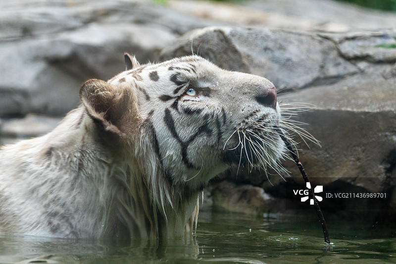 白虎 孟加拉虎 老虎图片素材