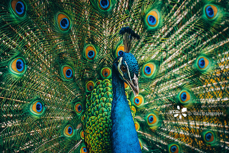 孔雀图片素材