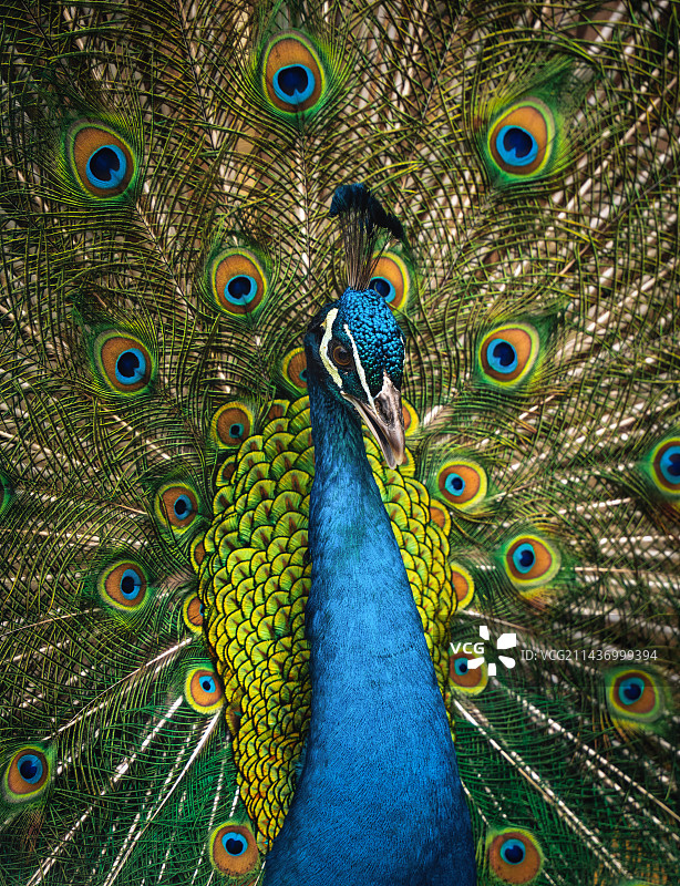 孔雀羽毛图片素材