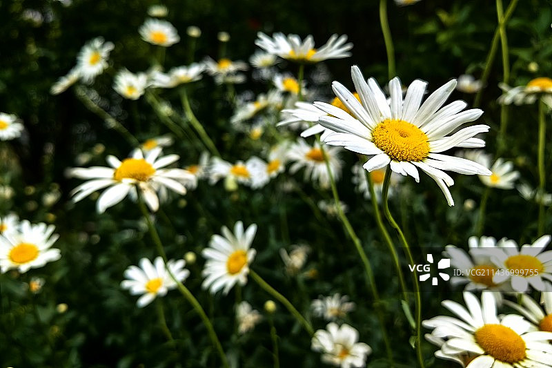 大滨菊花开正盛图片素材