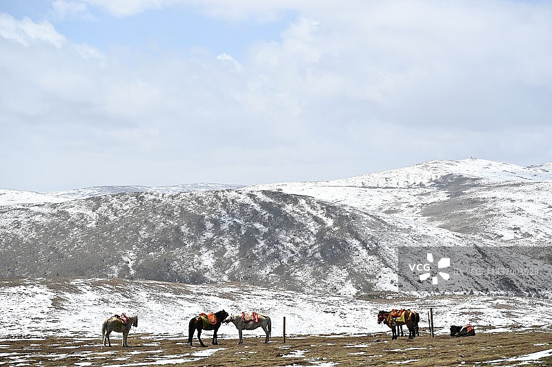 雪山下的牧马图片素材