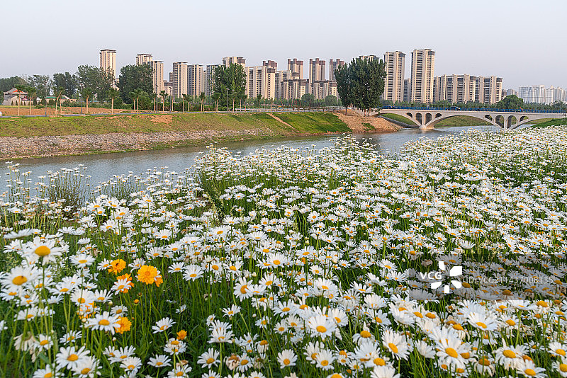 滏阳河生态修复工程图片素材
