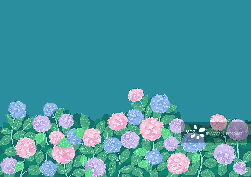 无尽夏绣球图片素材