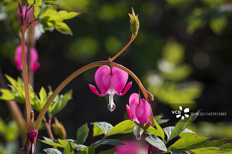 荷包牡丹花弯曲的枝条图片素材