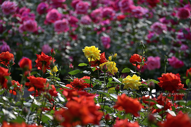 户外日光下多色开花植物特写镜头图片素材