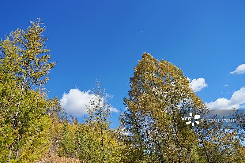 呼伦贝尔秋天风光绝伦图片素材
