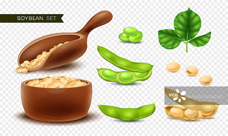 逼真大豆模型素材图片素材