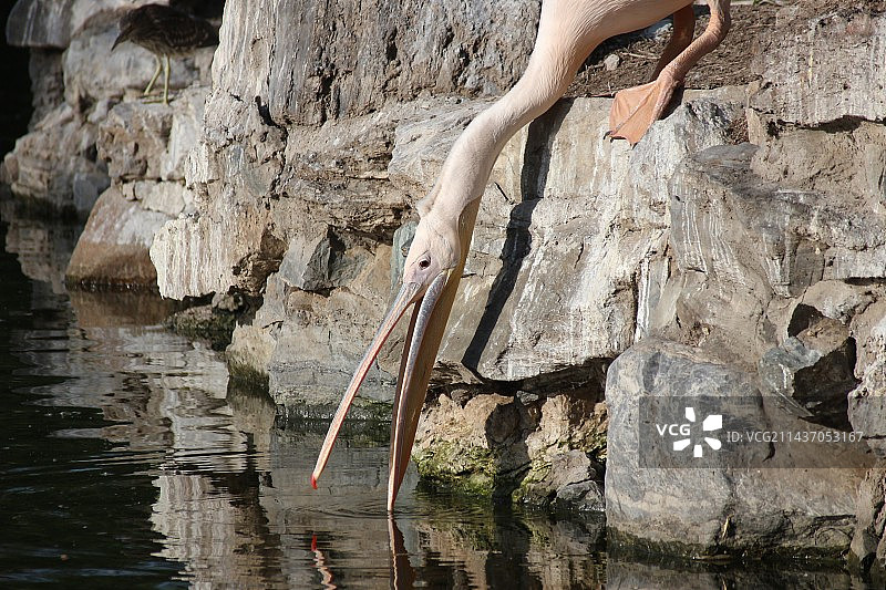 湖中岩石上的鹈鹕的特写镜头图片素材