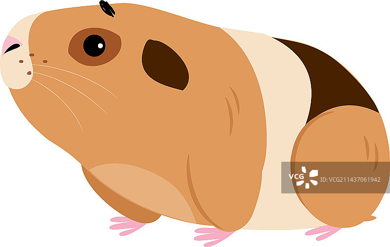 可爱的豚鼠侧视图图片素材