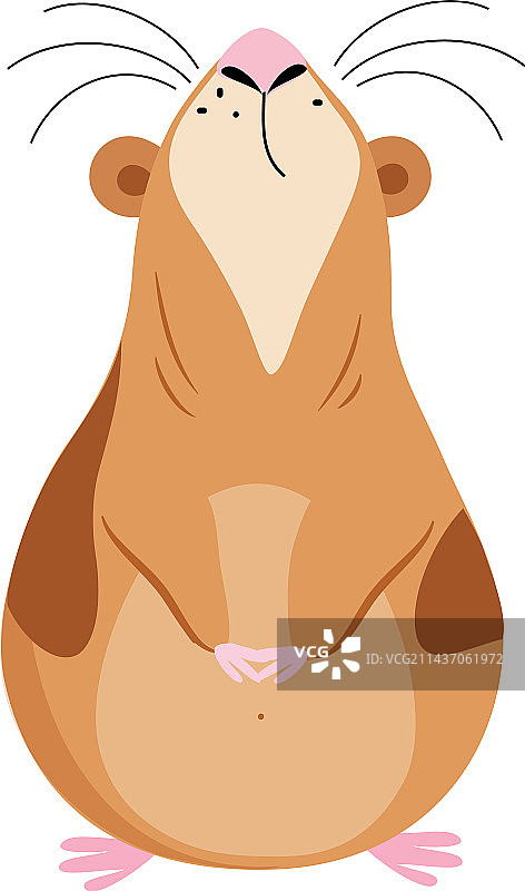 可爱的棕色豚鼠抬头图片素材