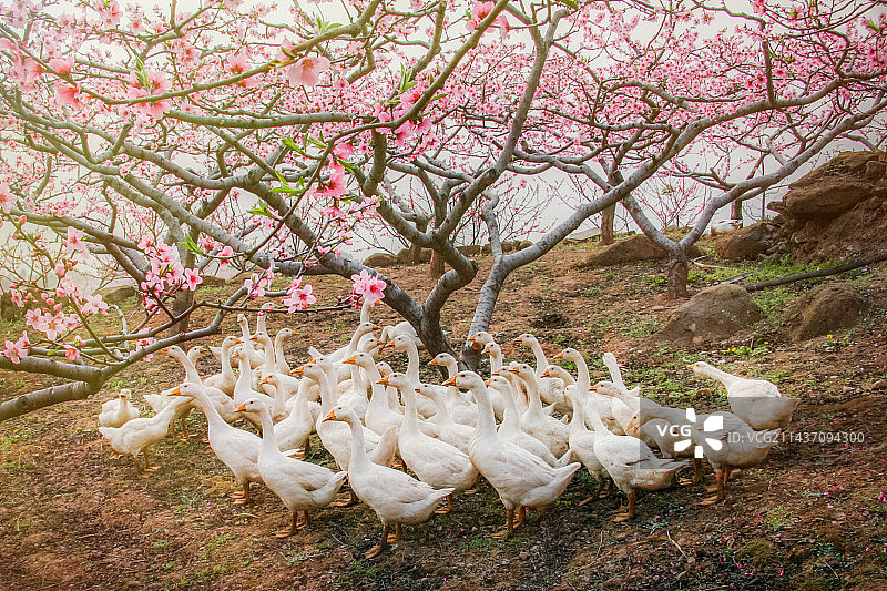 春暖鸭先知图片素材