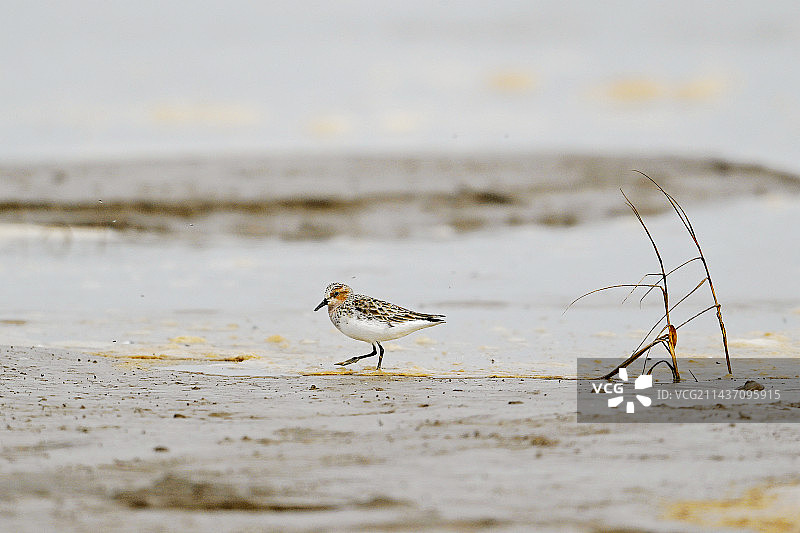 红颈滨鹬（yu）图片素材