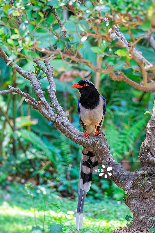 红嘴蓝鹊图片素材