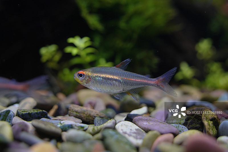 热带观赏鱼图片素材