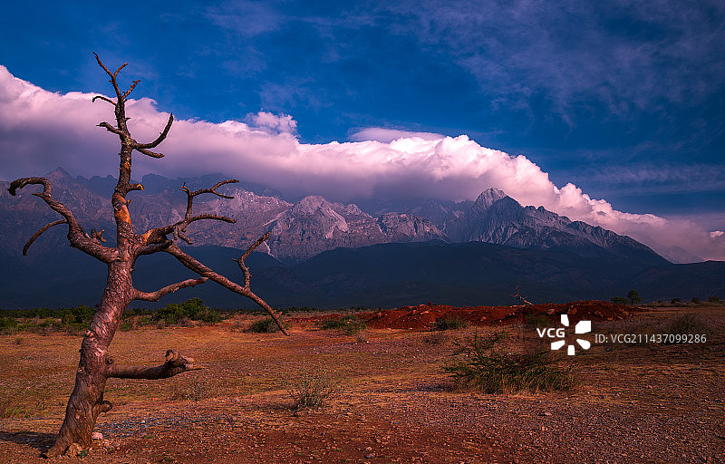 丽江东巴谷之枯树与雪山图片素材