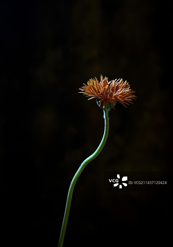 向阳而生 2图片素材