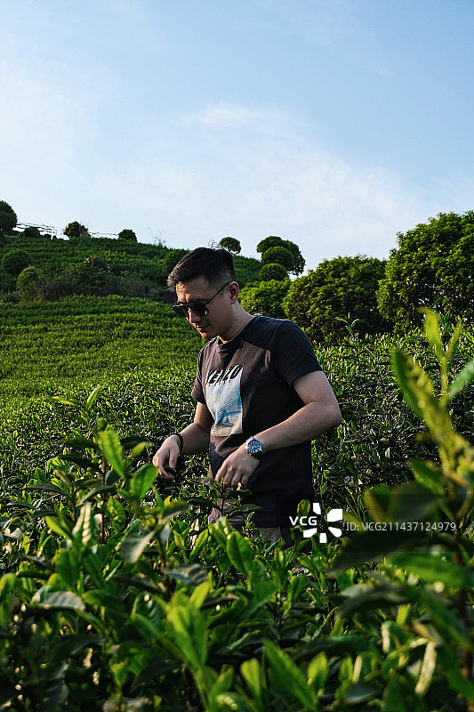 清明时节 在杭州西湖区长埭村茶场游览的男子图片素材