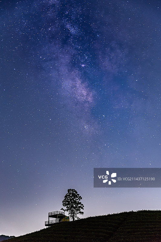 银河下的茶园一棵树图片素材