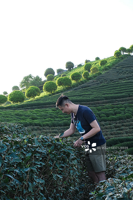 杭州西湖区转塘长埭村 在茶园体验采茶的男子图片素材