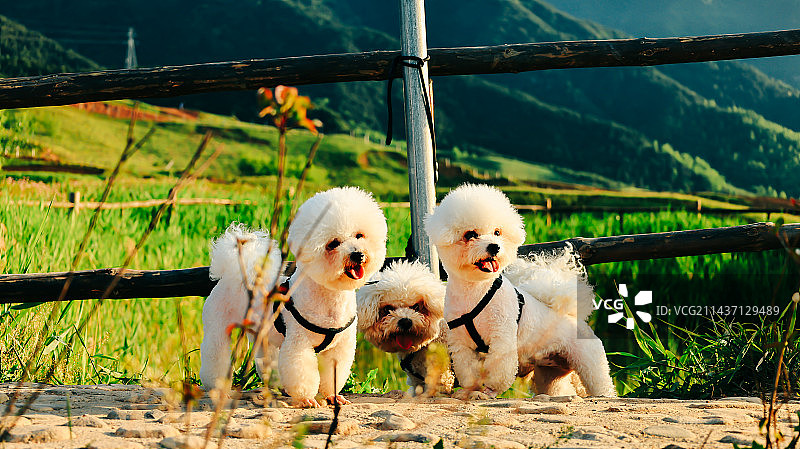 中间那是条单身狗图片素材