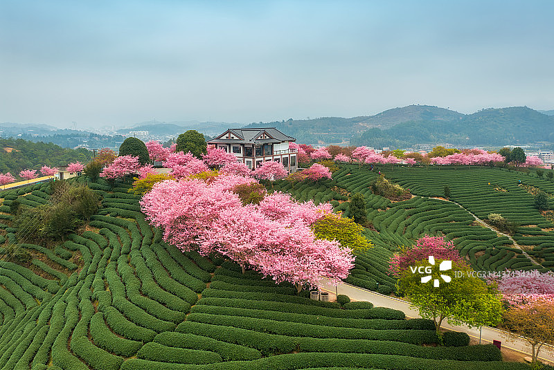 福建省龙岩市漳平市永福镇台品樱花茶园春季户外航拍图片素材