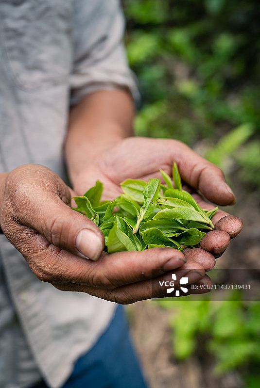 古树茶图片素材