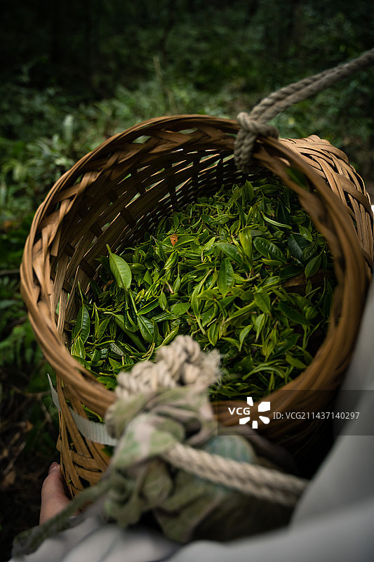 六堡茶图片素材