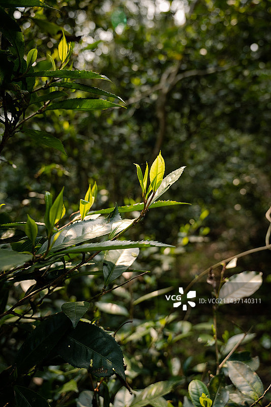 六堡茶图片素材